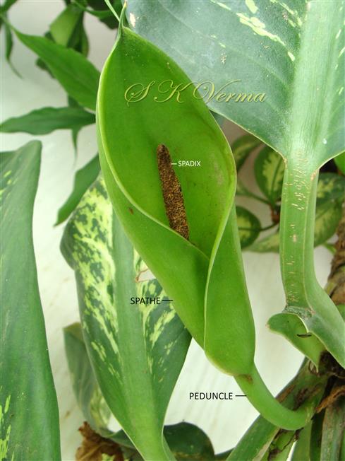  Inflorescence (spadix)